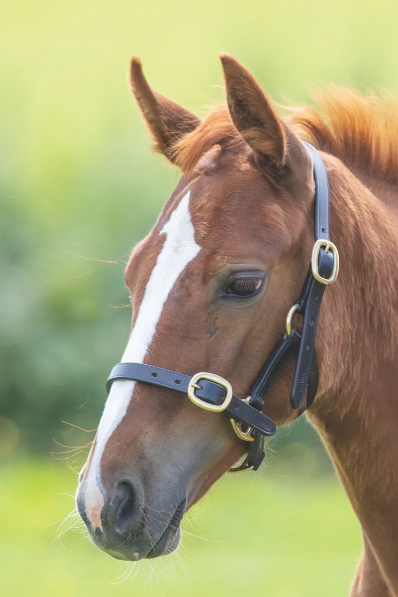 Velociti GARA Adjustable Foal Leather Headcollar in Black